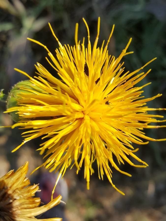 Centaurea behen flower