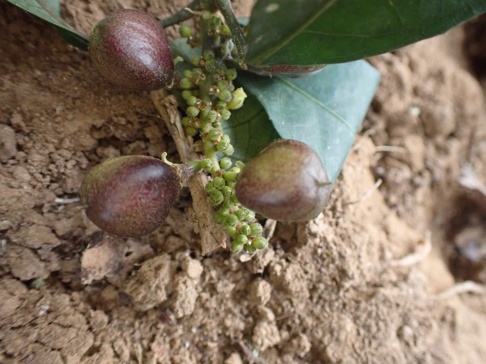 Rinorea subintegrifolia fruit