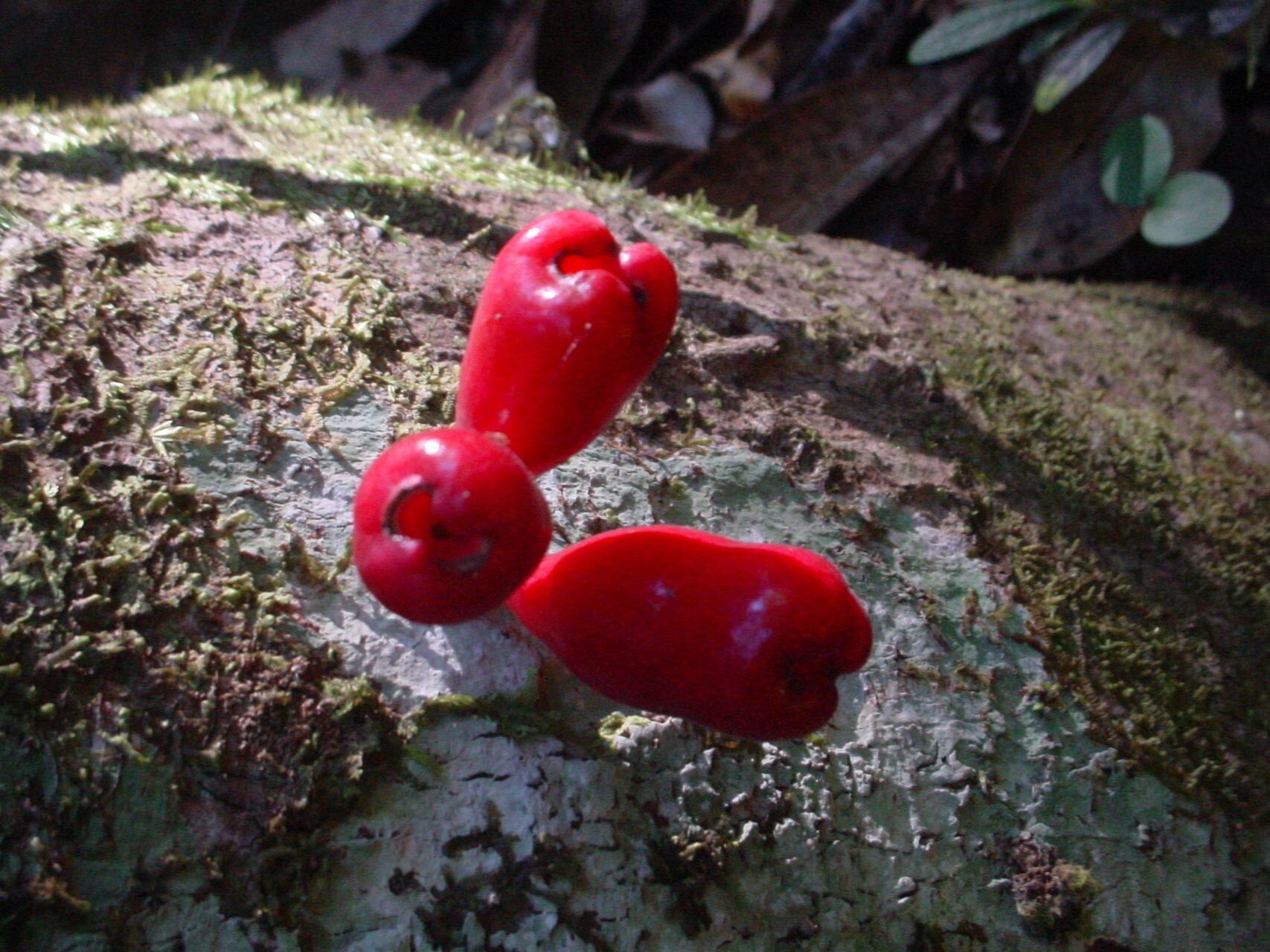 Syzygium dawsonianum fruit