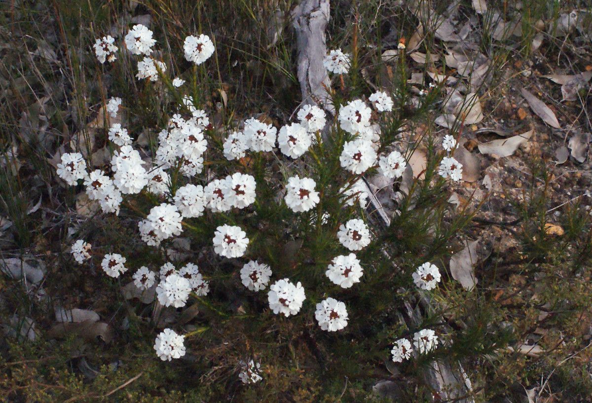 Needhamiella pumilio habit