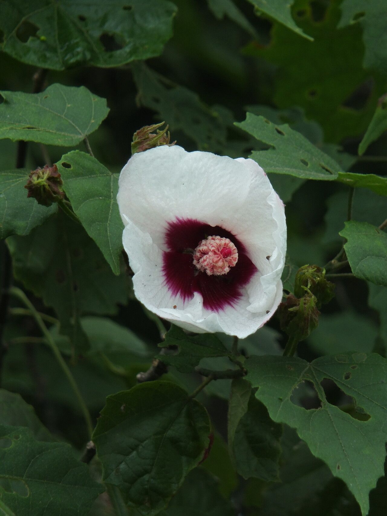 Hibiscus platanifolius flower
