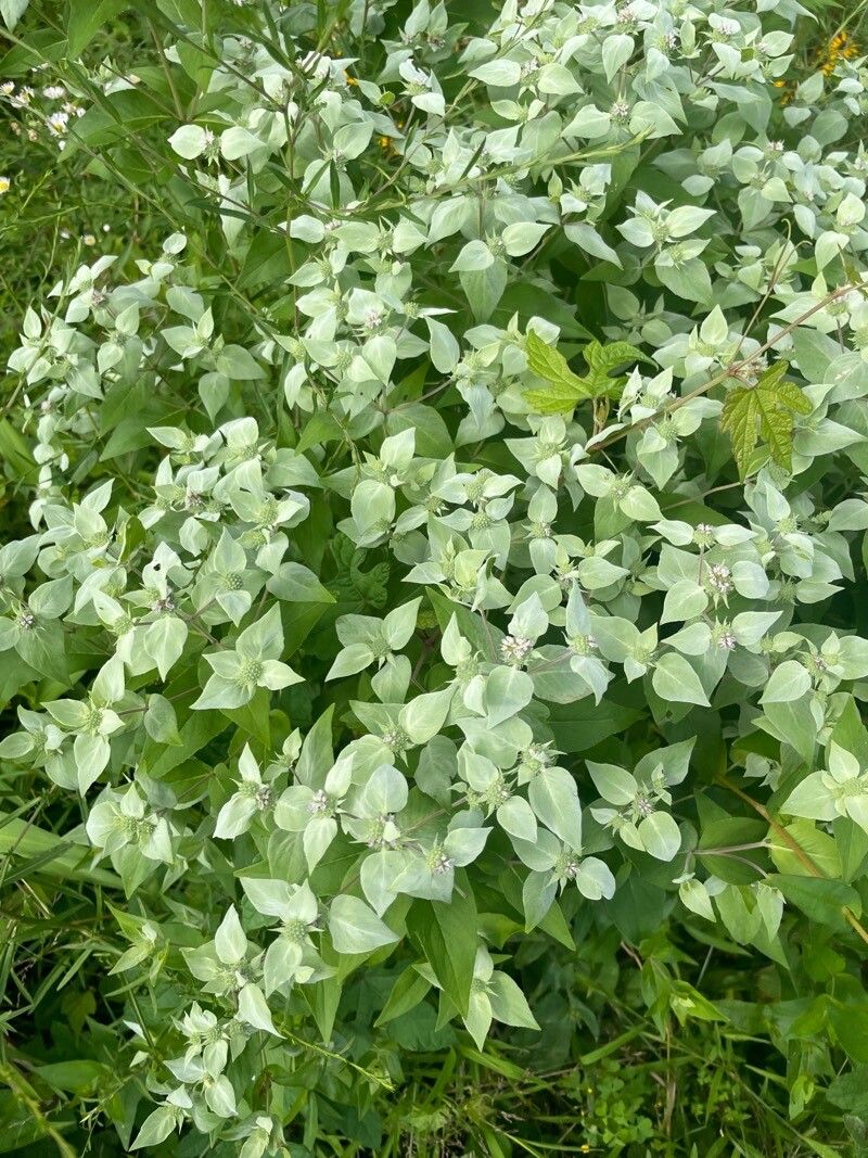 Pycnanthemum muticum