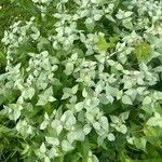 Pycnanthemum muticum