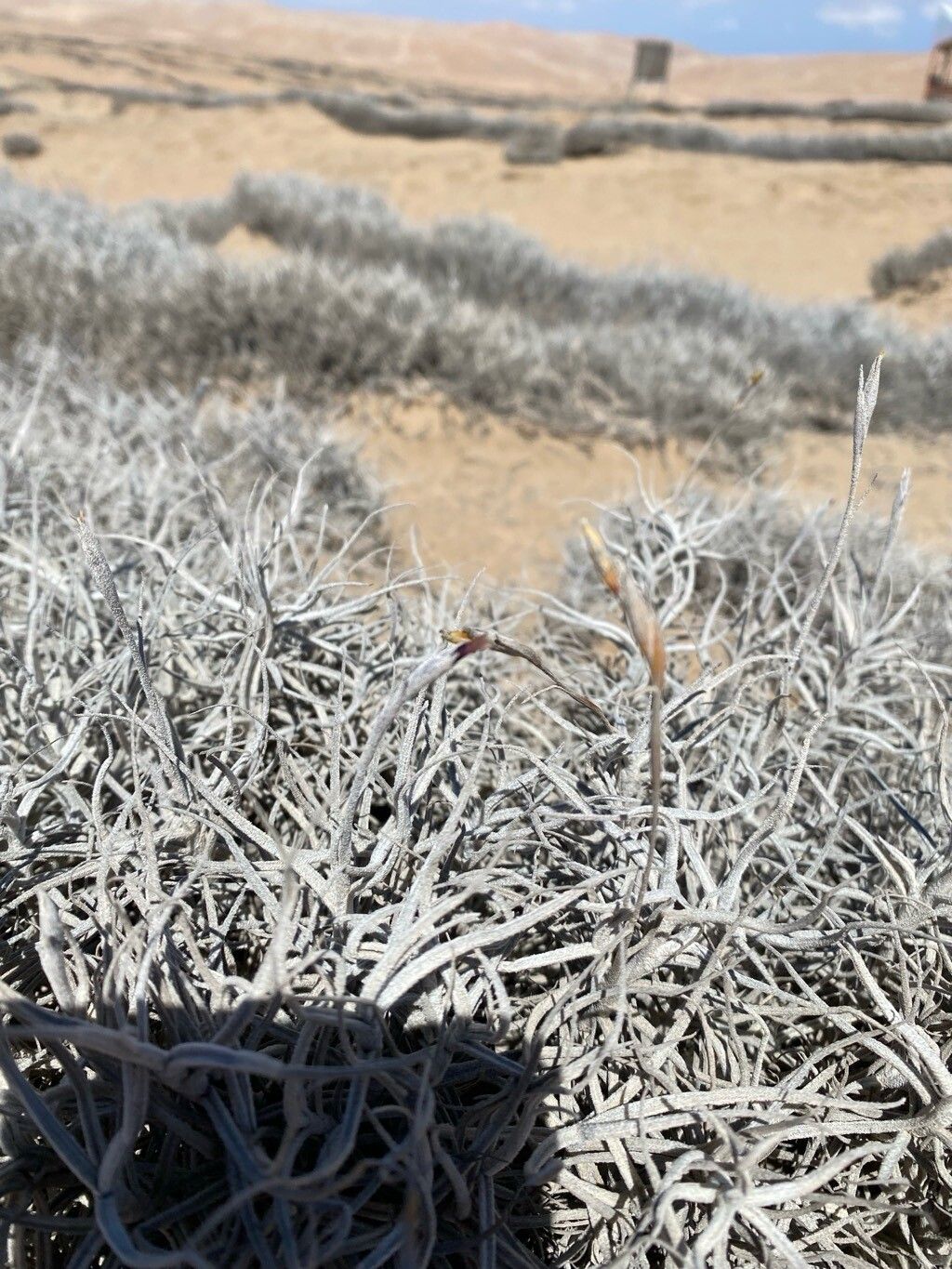 Tillandsia landbeckii flower