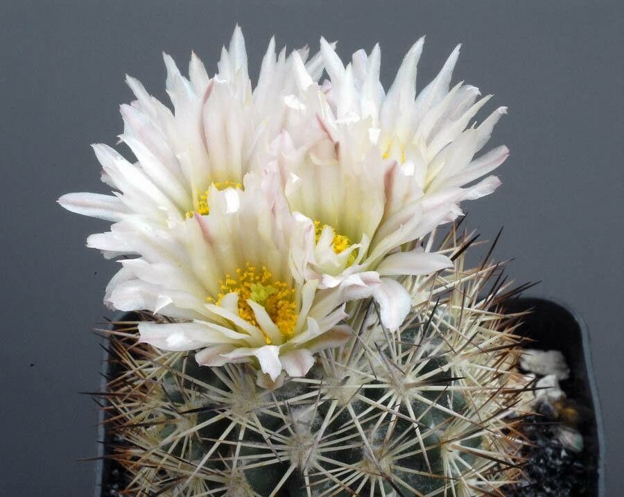 Sclerocactus warnockii — houseplant care guide