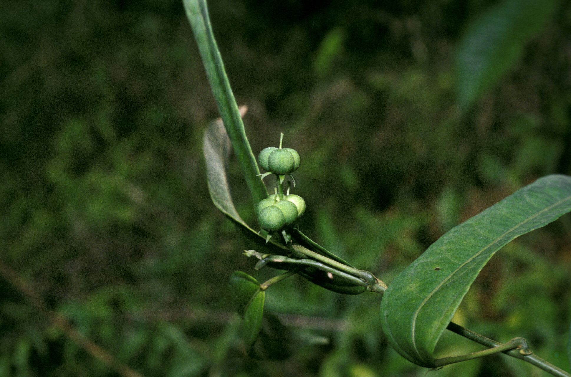 Dalechampia brevicolumna fruit
