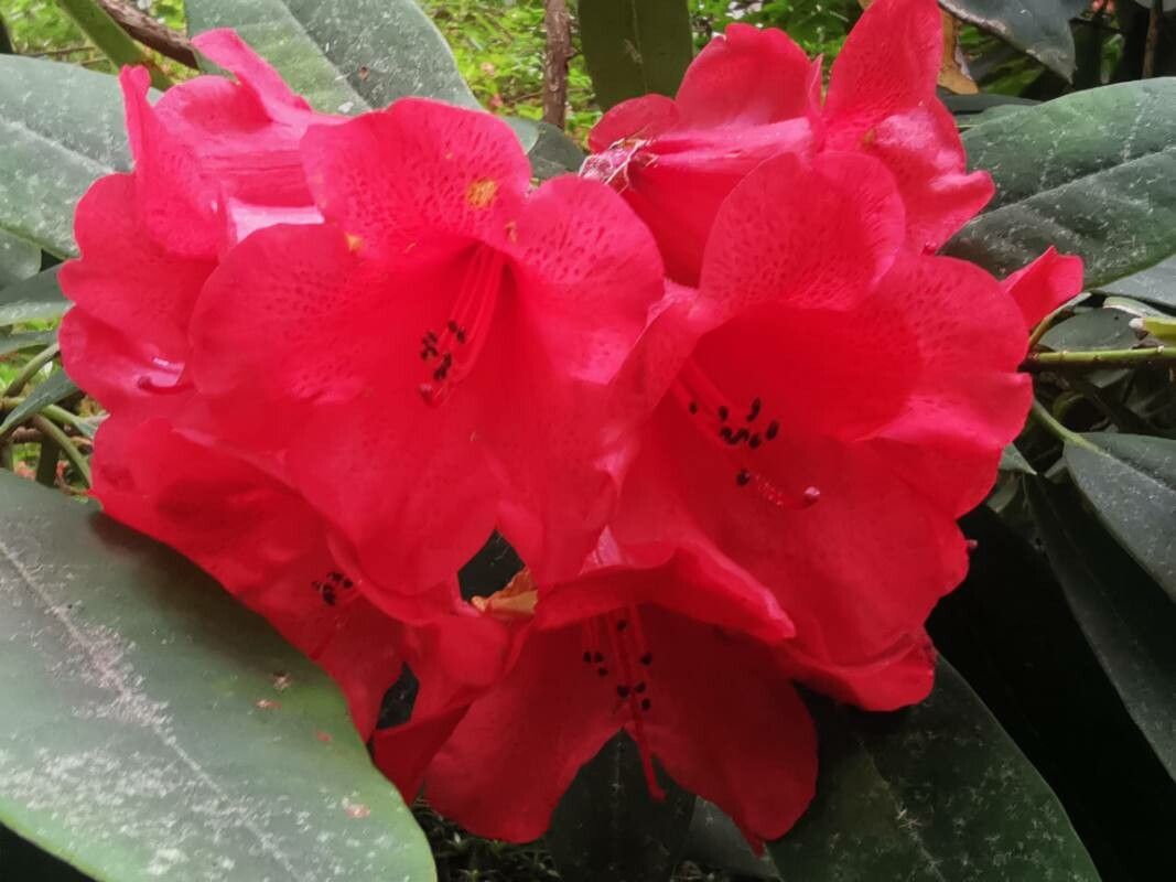 Rhododendron meddianum flower