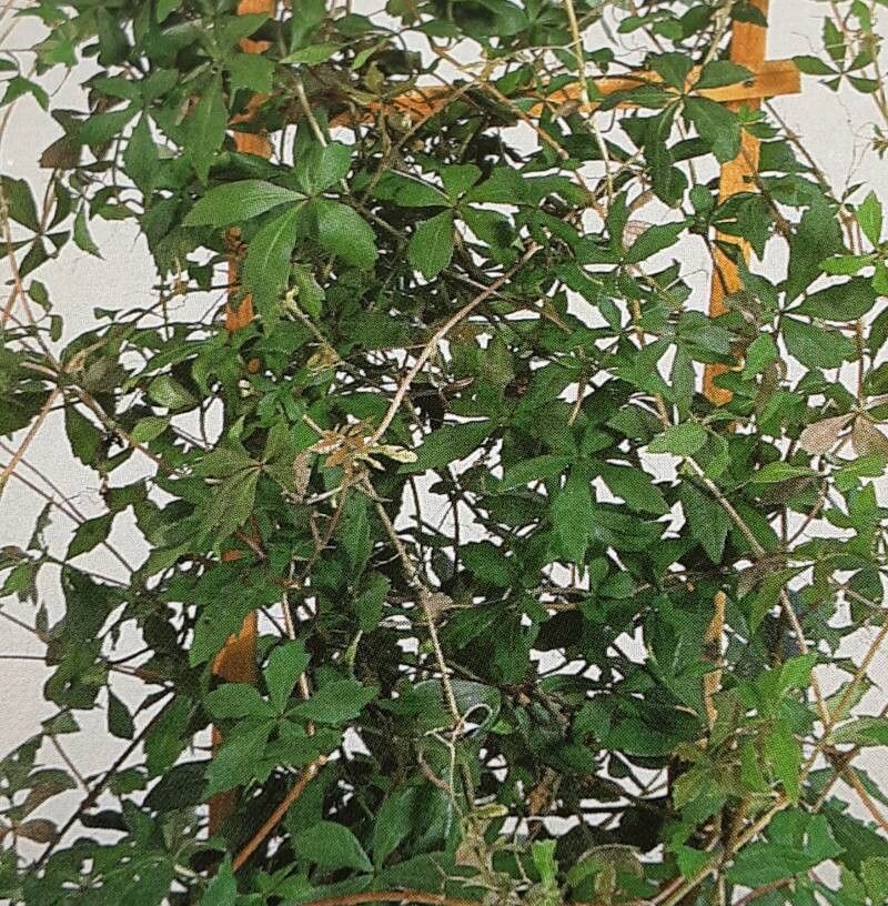 Clematicissus striata habit