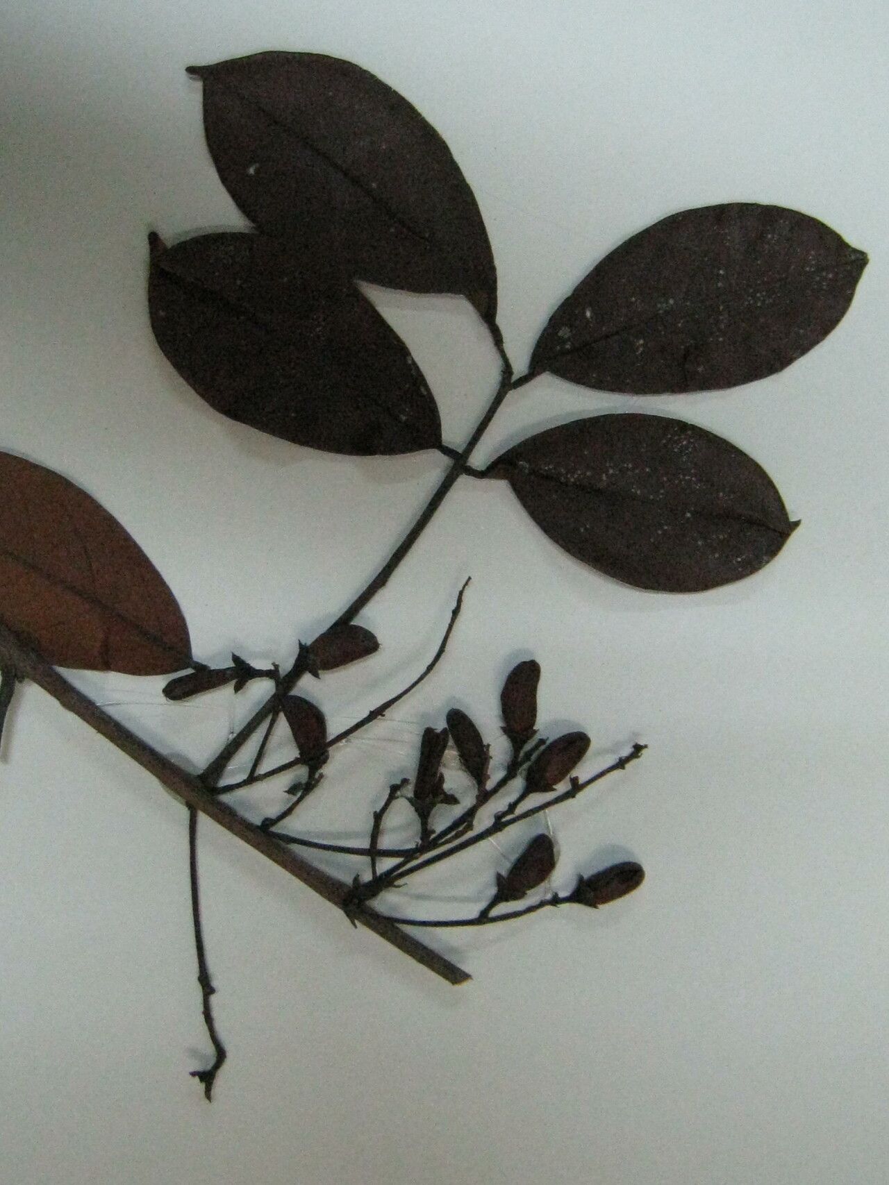 Rourea surinamensis — houseplant care guide