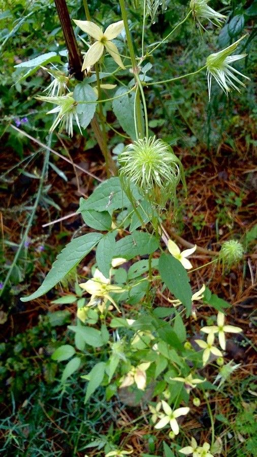 Clematis recta fruit
