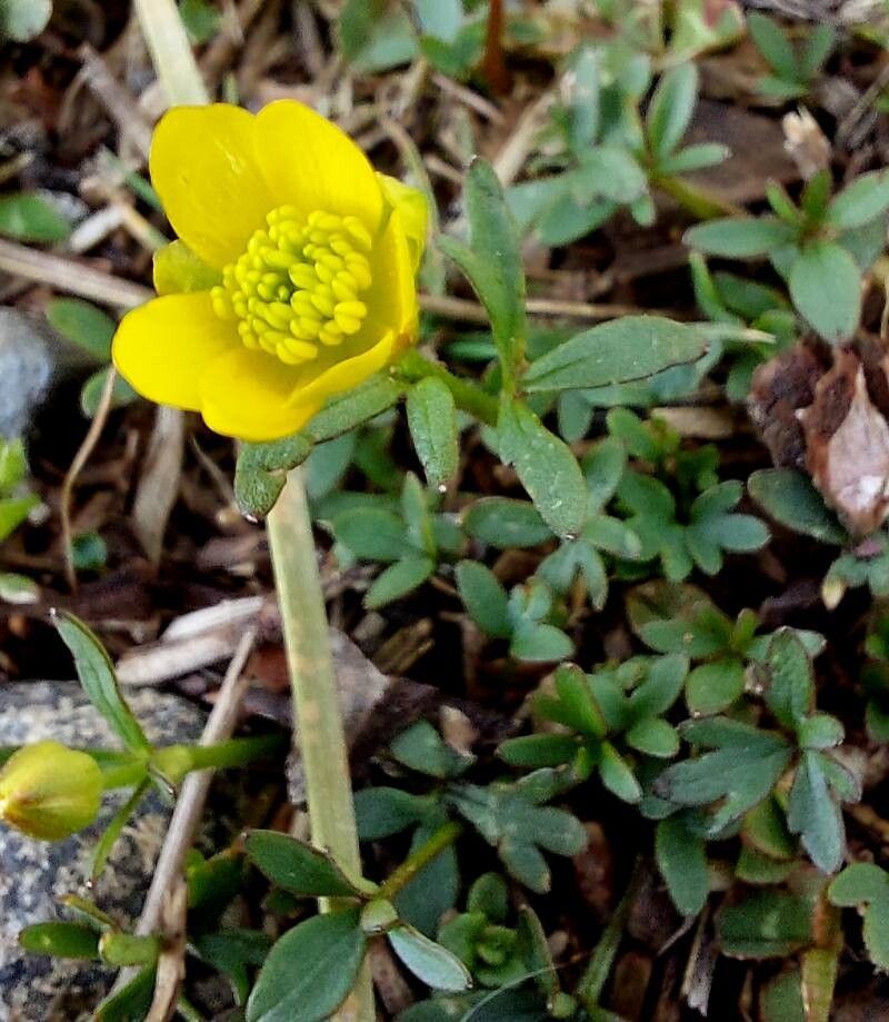 Ranunculus pygmaeus flower