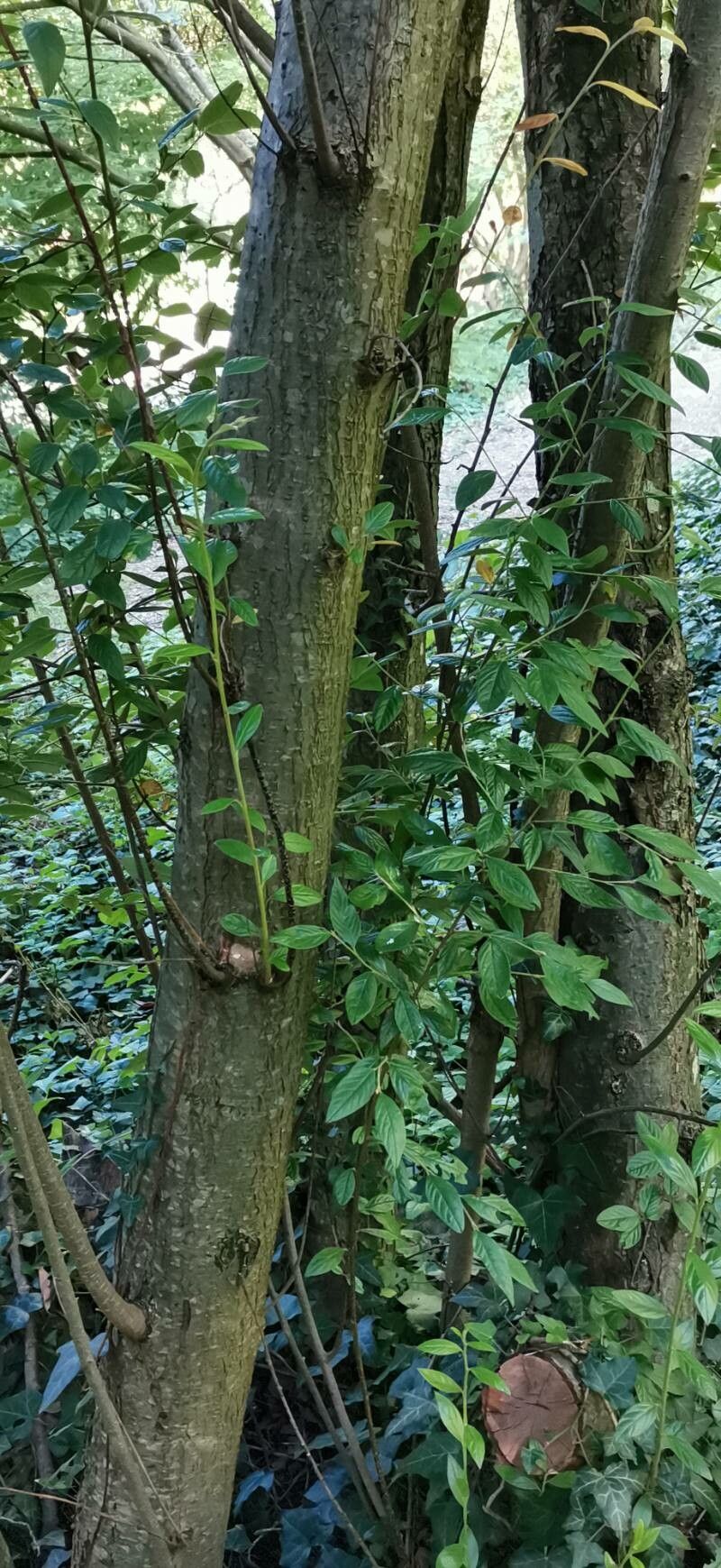 Cotoneaster floccosus bark