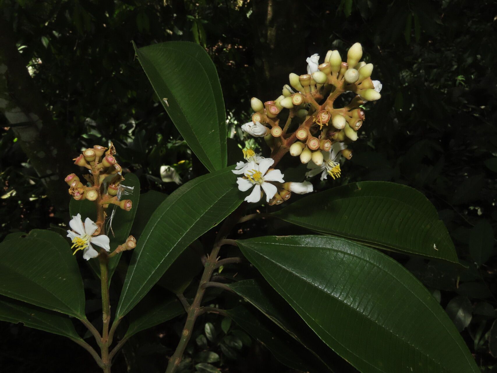 Miconia conorufescens leaf