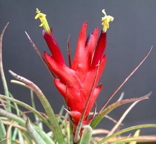 Tillandsia kegeliana habit