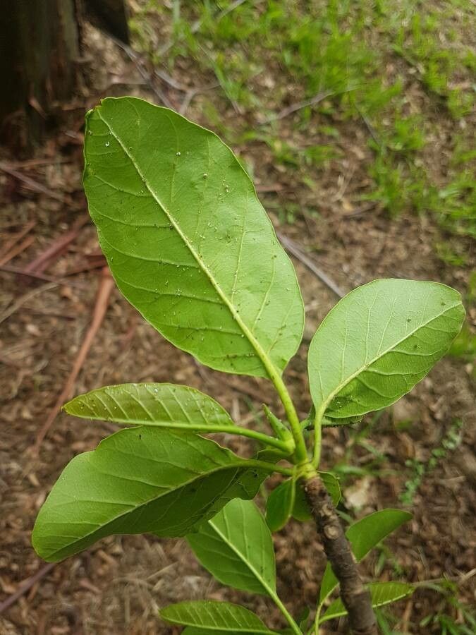 Calycophyllum spruceanum leaf
