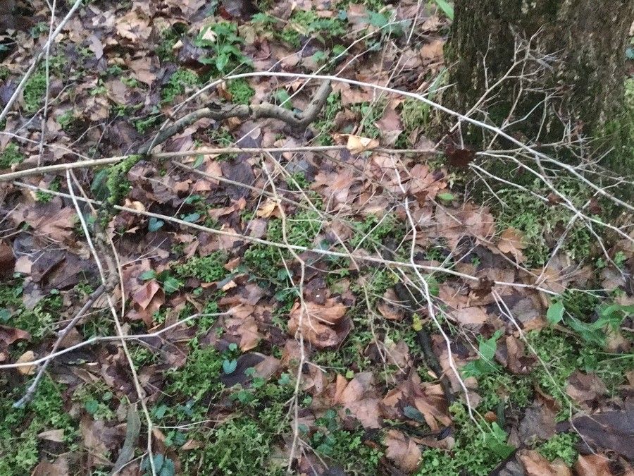 Stephanandra tanakae bark