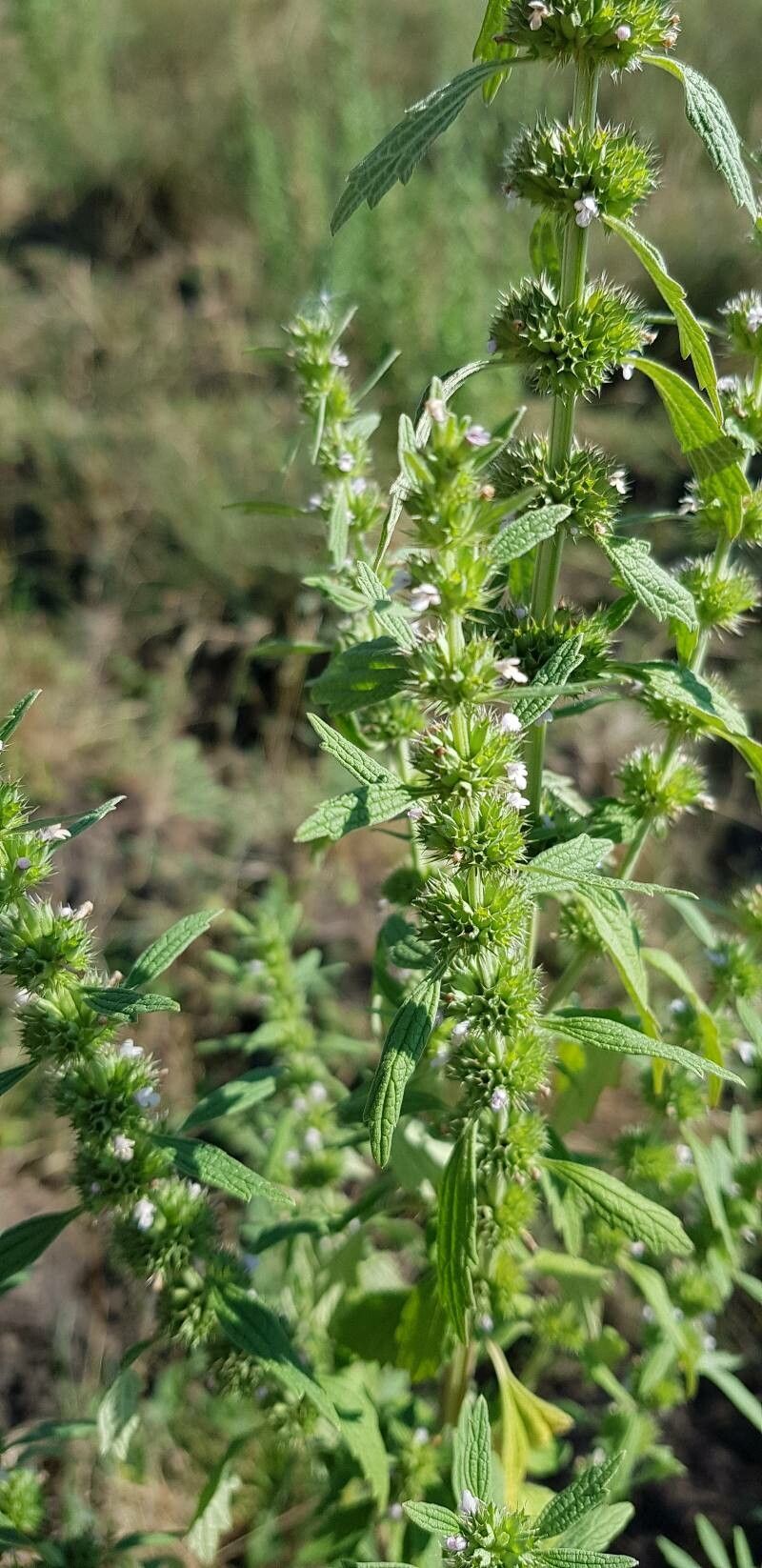 Chaiturus marrubiastrum leaf