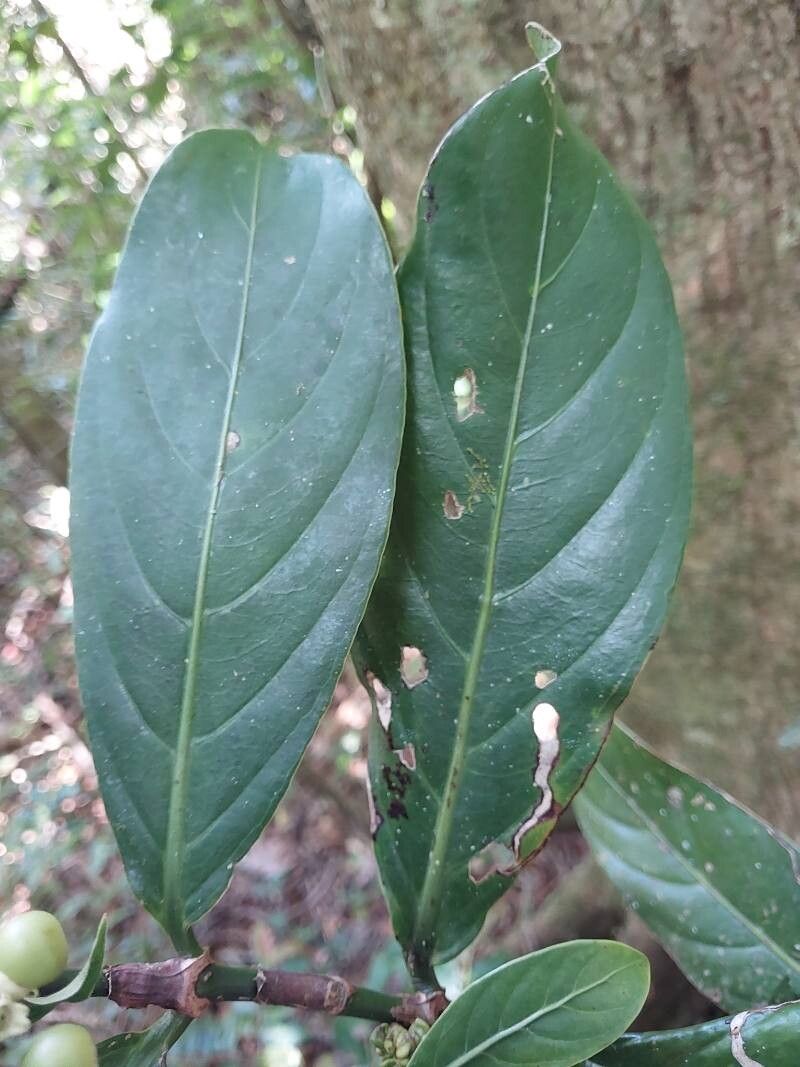 Gaertnera arenaria — houseplant care guide