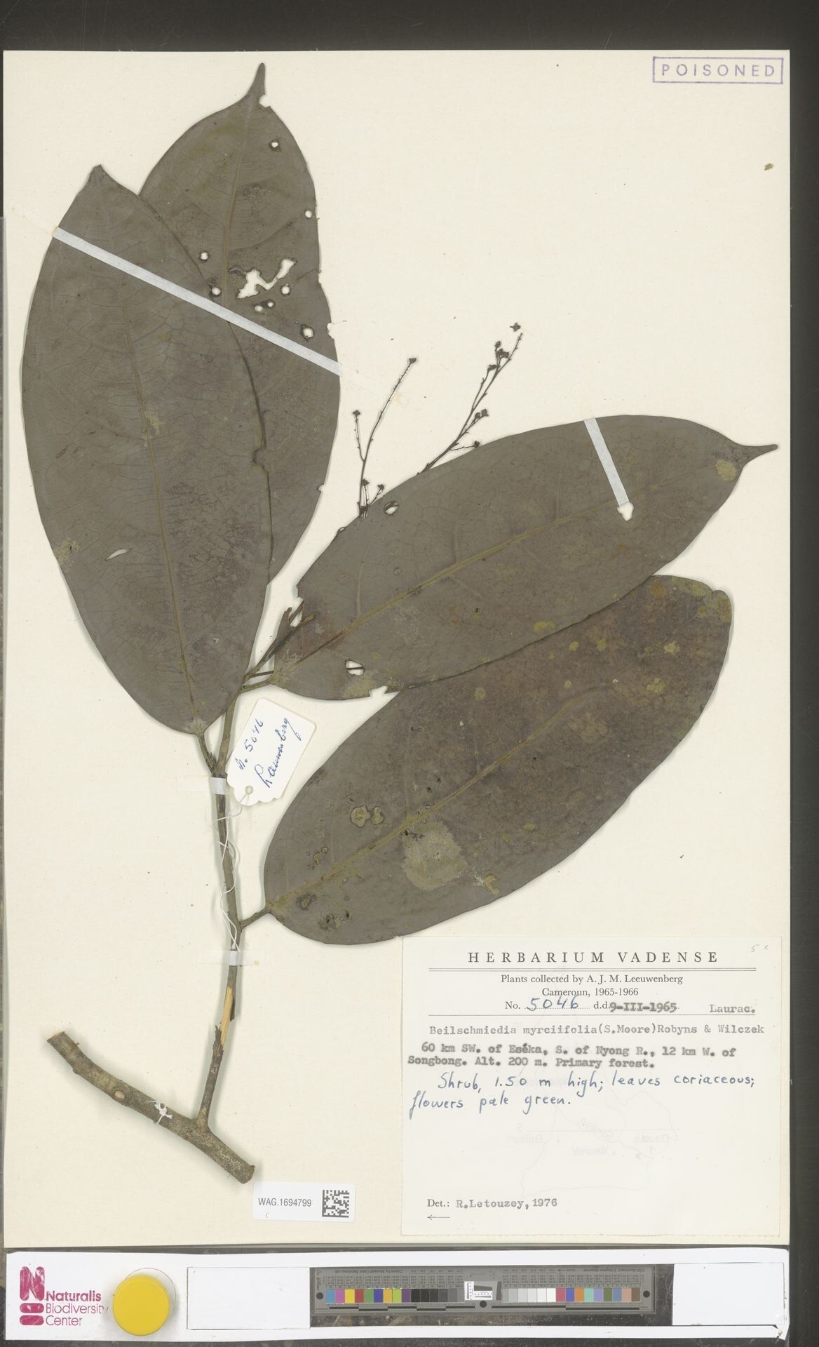 Beilschmiedia myrciifolia — houseplant care guide