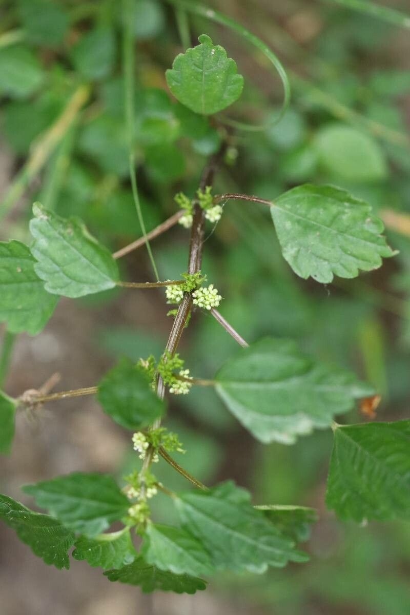 Pilea hamaoi — search result for 'Pilea'
