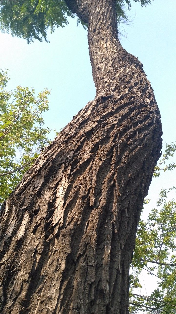 Populus simonii bark