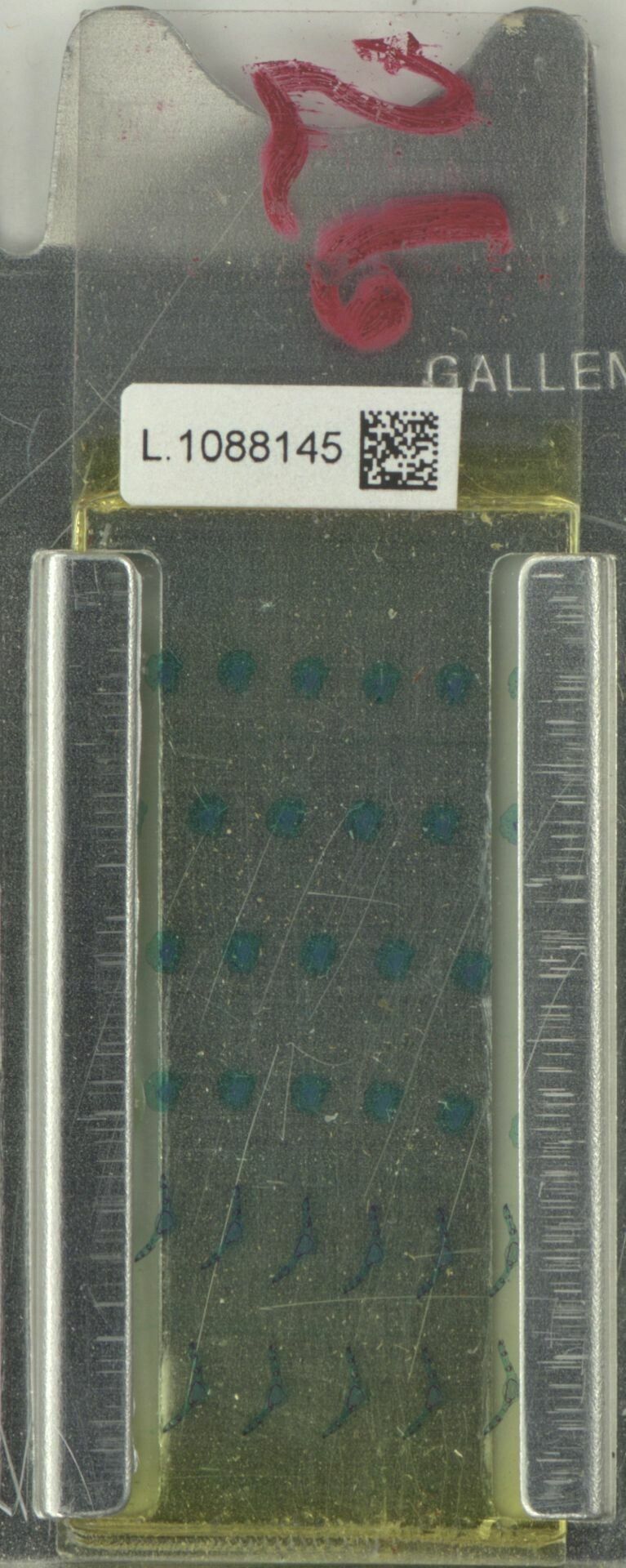 Xanthophyllum vitellinum — houseplant care guide