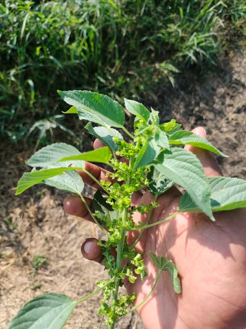 Acalypha ciliata fruit