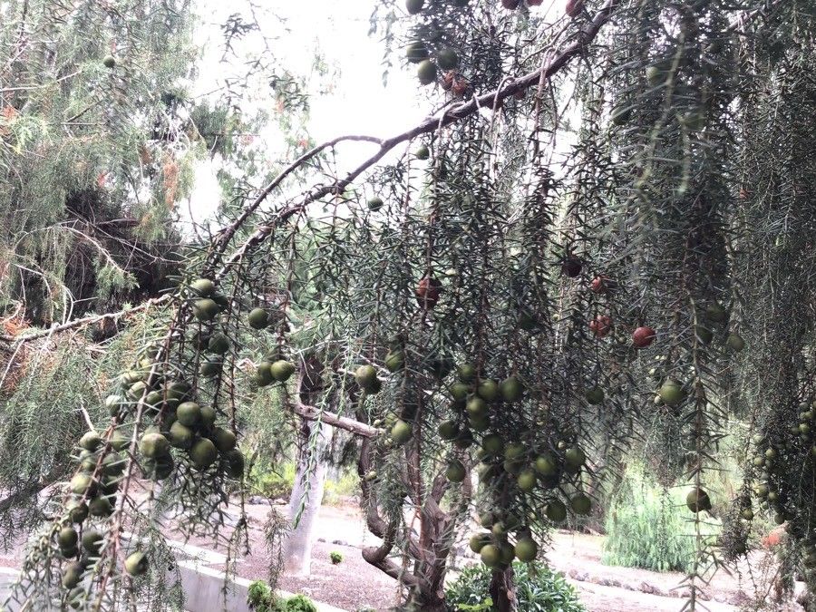 Juniperus cedrus fruit