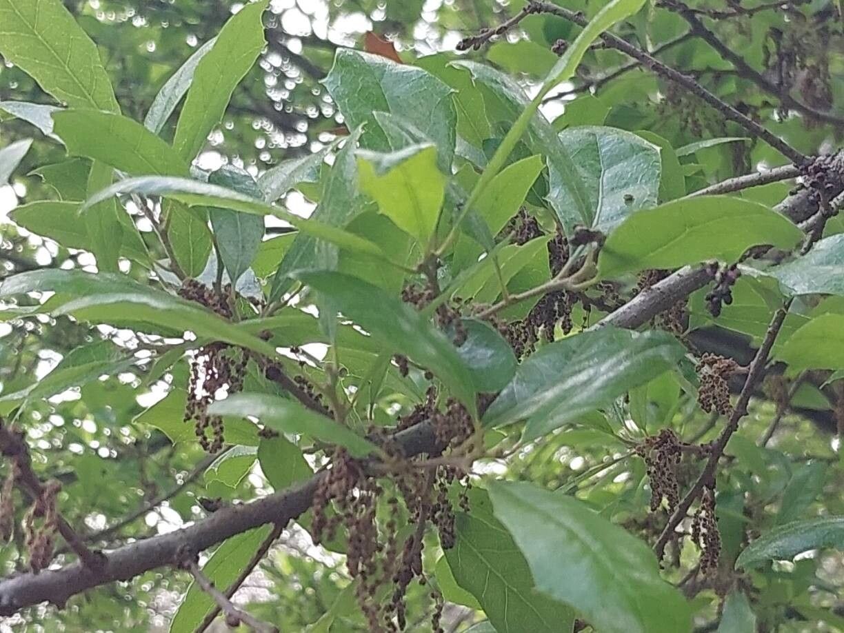 Quercus vaseyana other