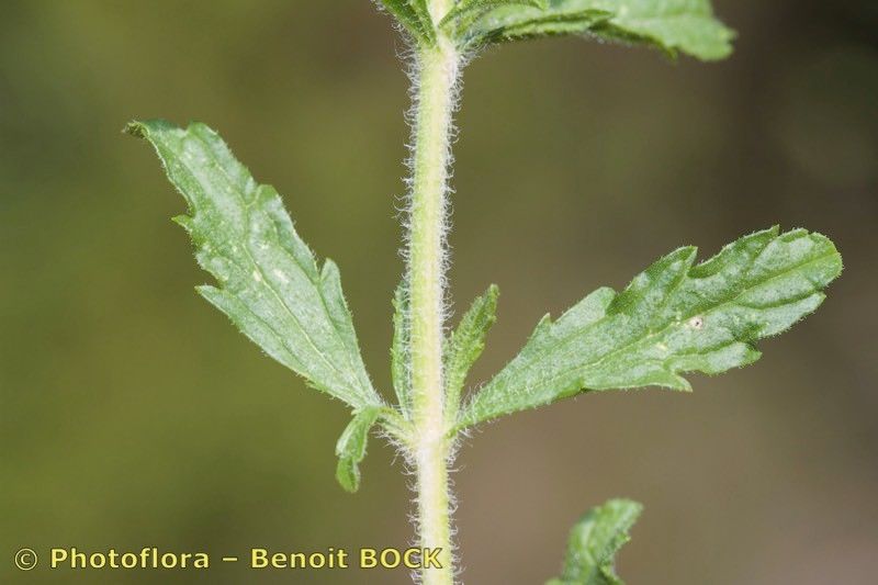 Sideritis littoralis bark