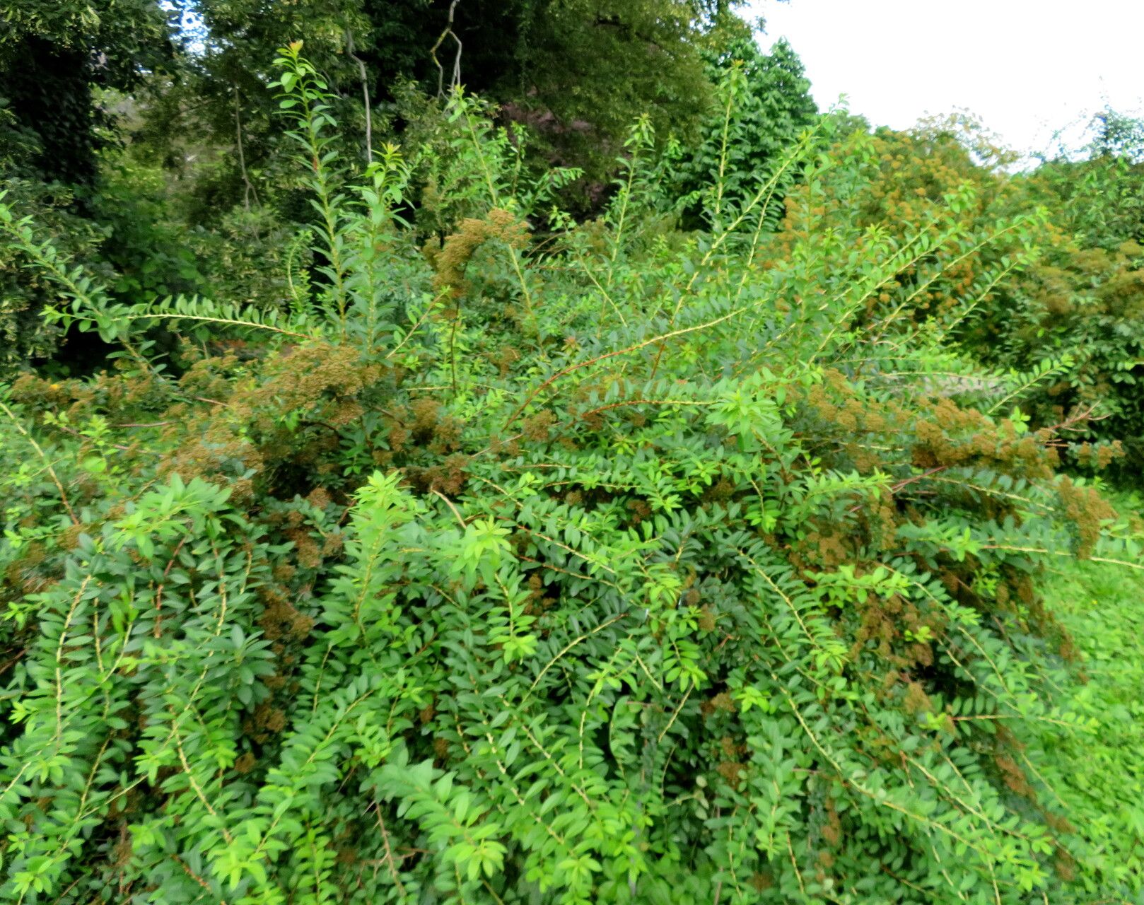 Spiraea trichocarpa habit