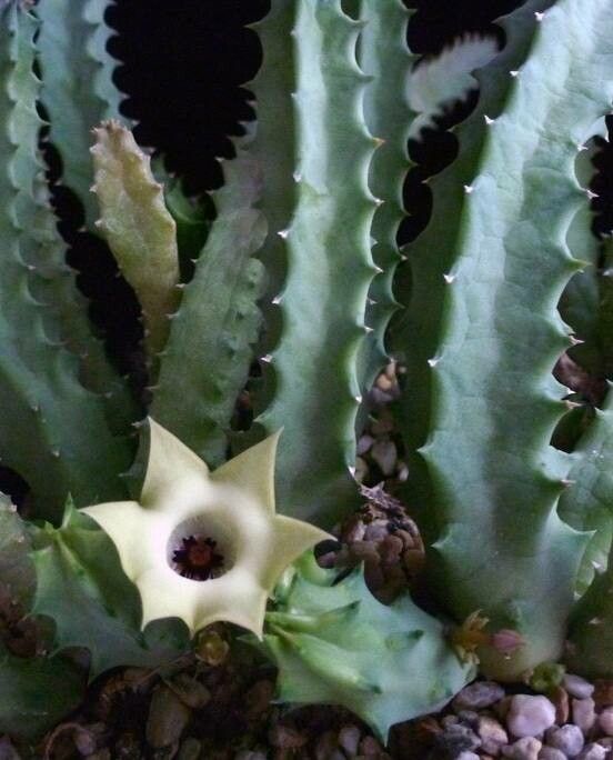 Huernia thuretii flower