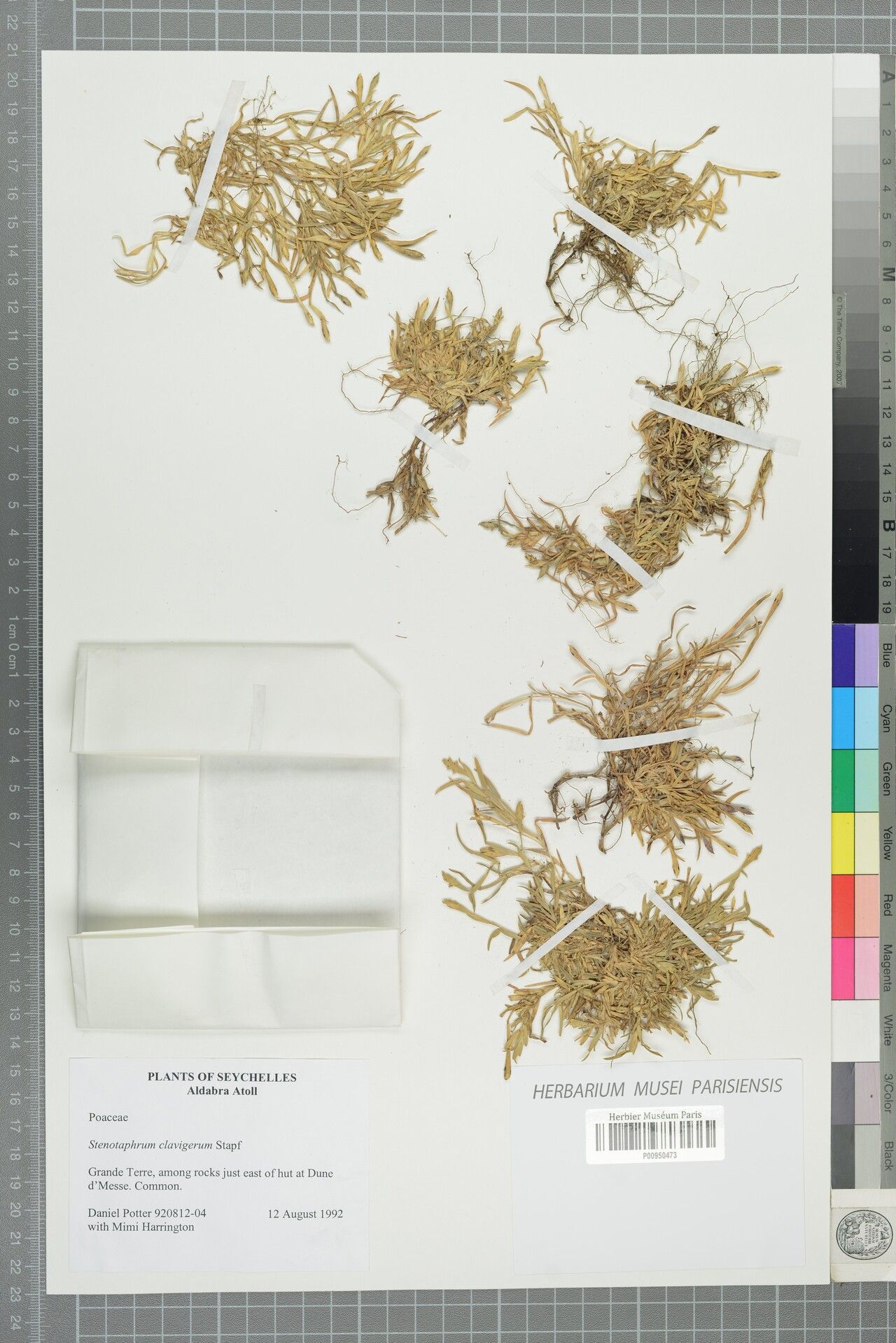 Stenotaphrum clavigerum