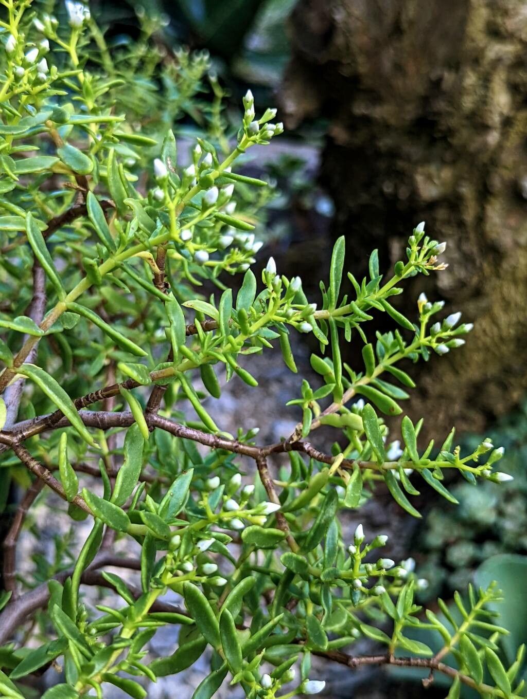 Crassula sarcocaulis