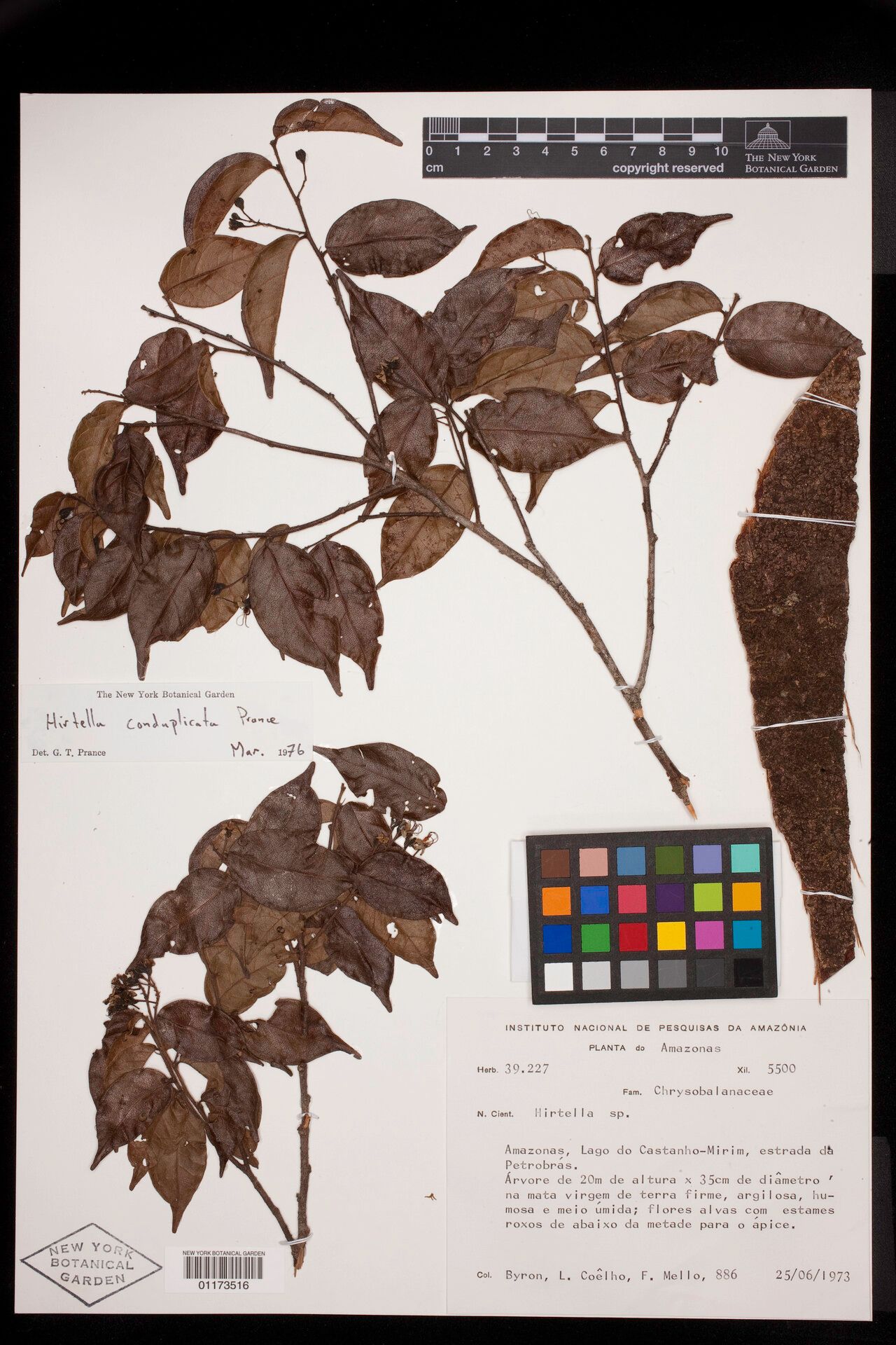 Hirtella conduplicata — houseplant care guide