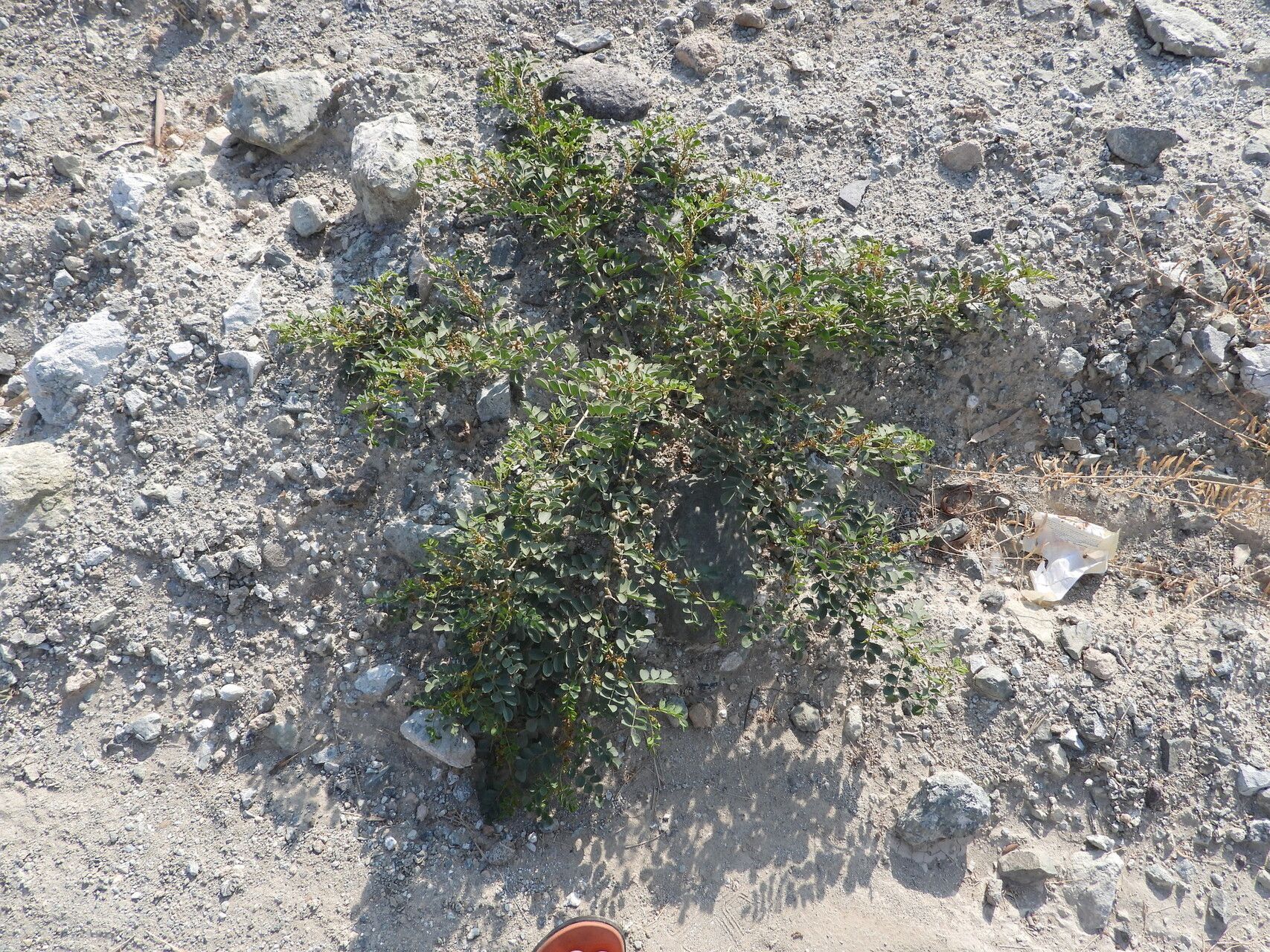 Indigofera coerulea habit
