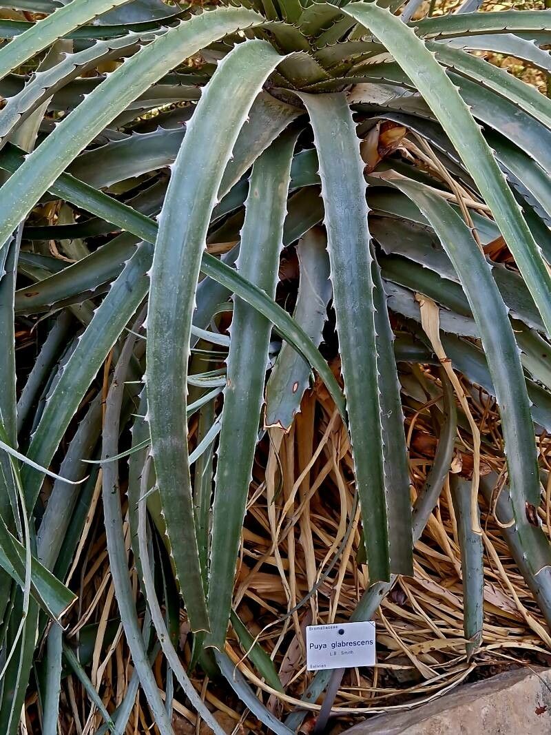 Puya glabrescens habit