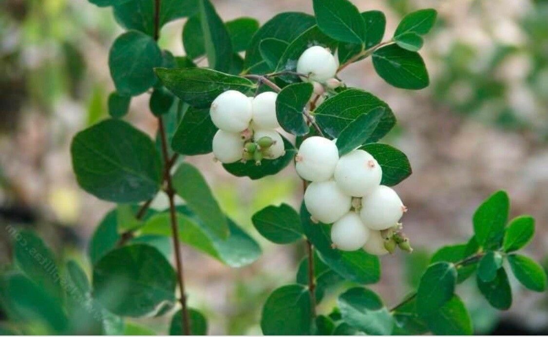Symphoricarpos oreophilus fruit