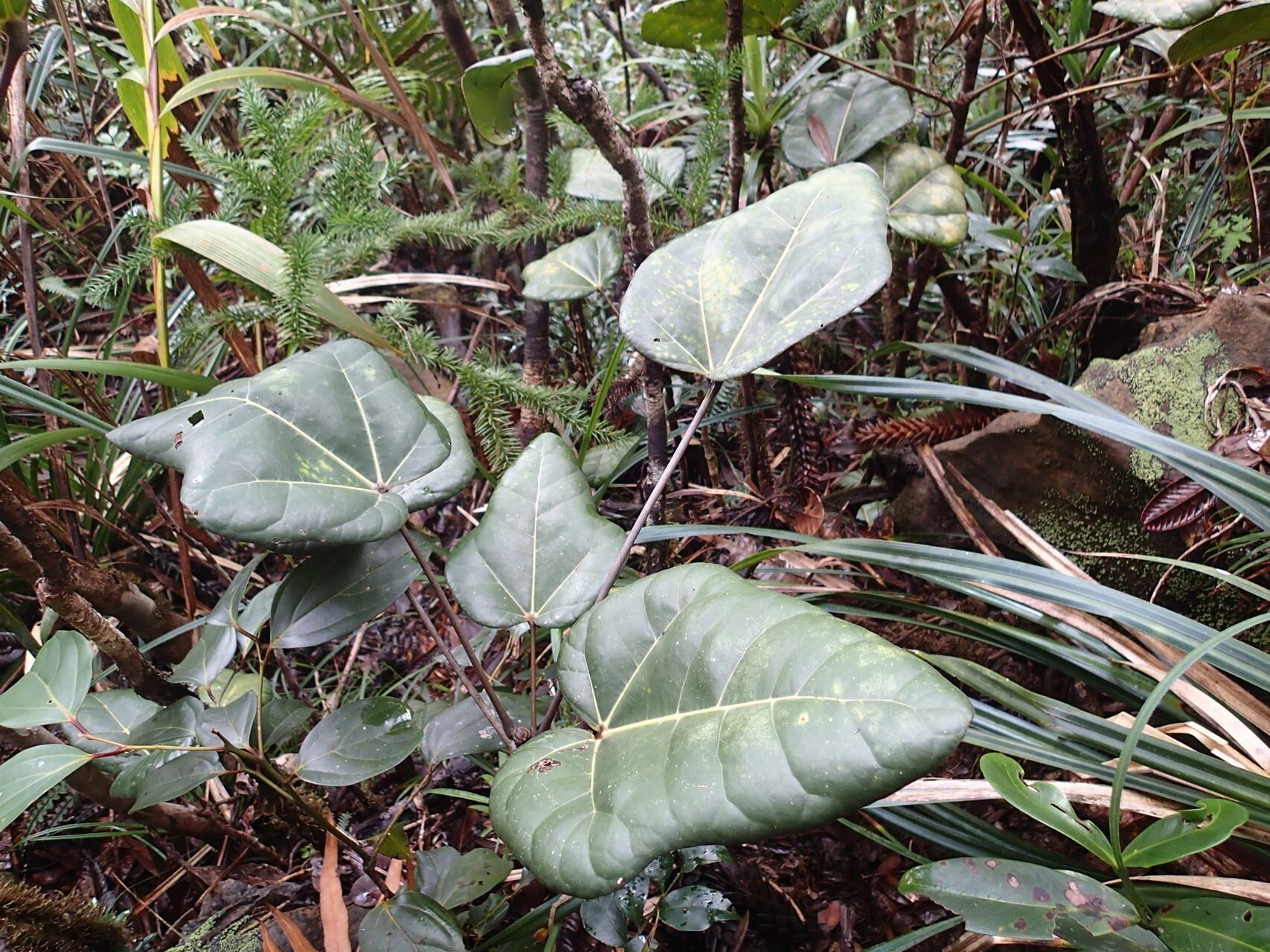 Acropogon chalopiniae — houseplant care guide