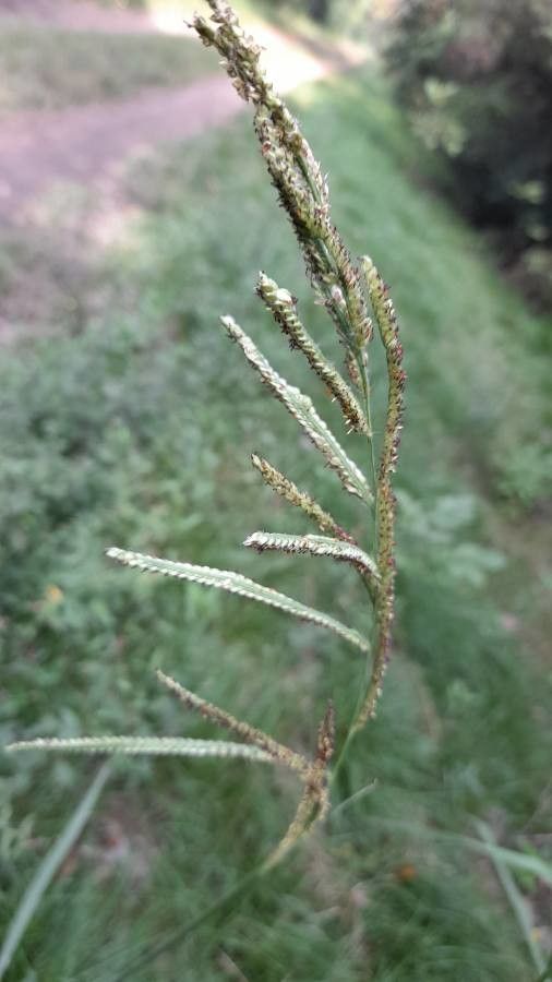 Paspalum urvillei fruit