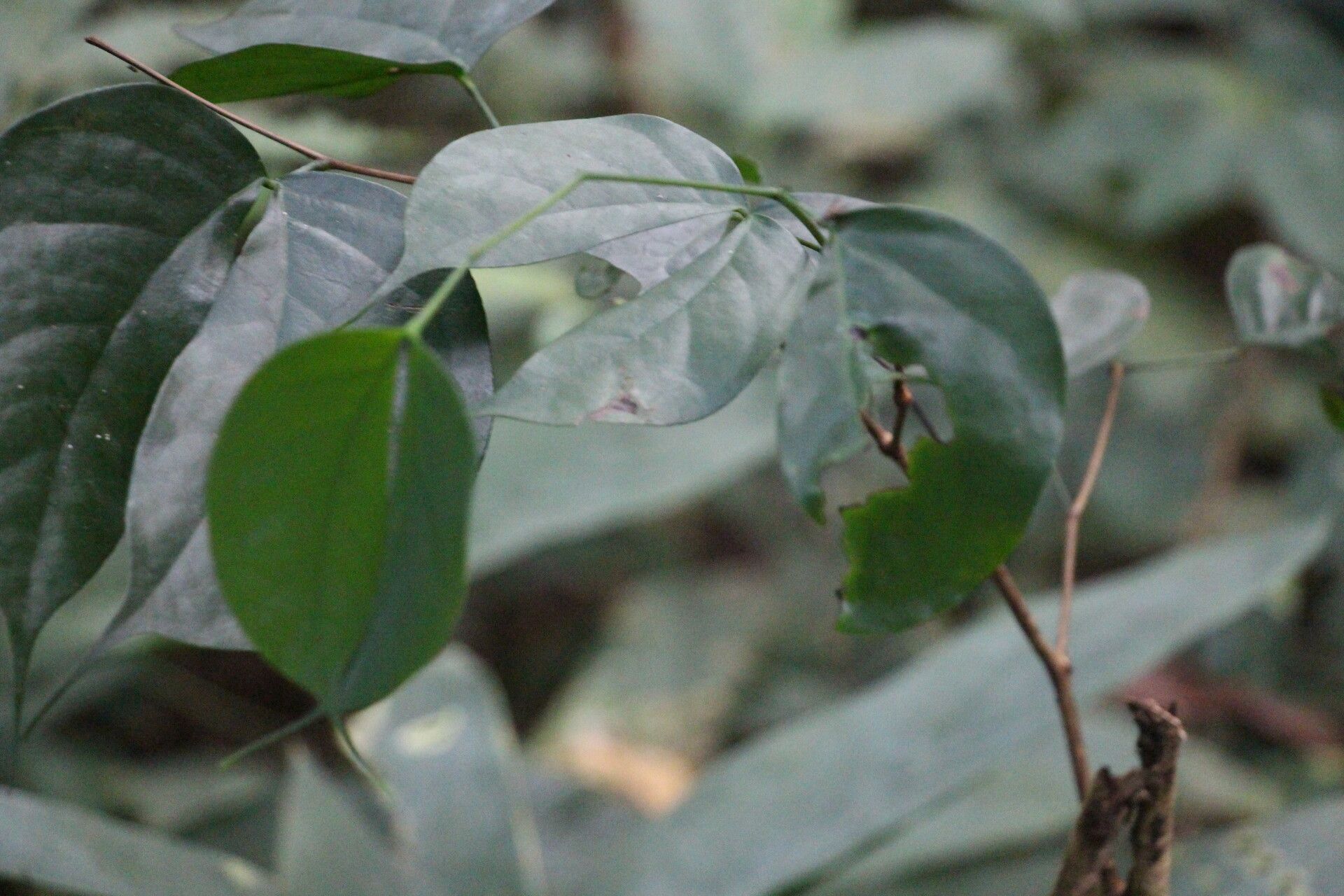 Guibourtia pellegriniana leaf