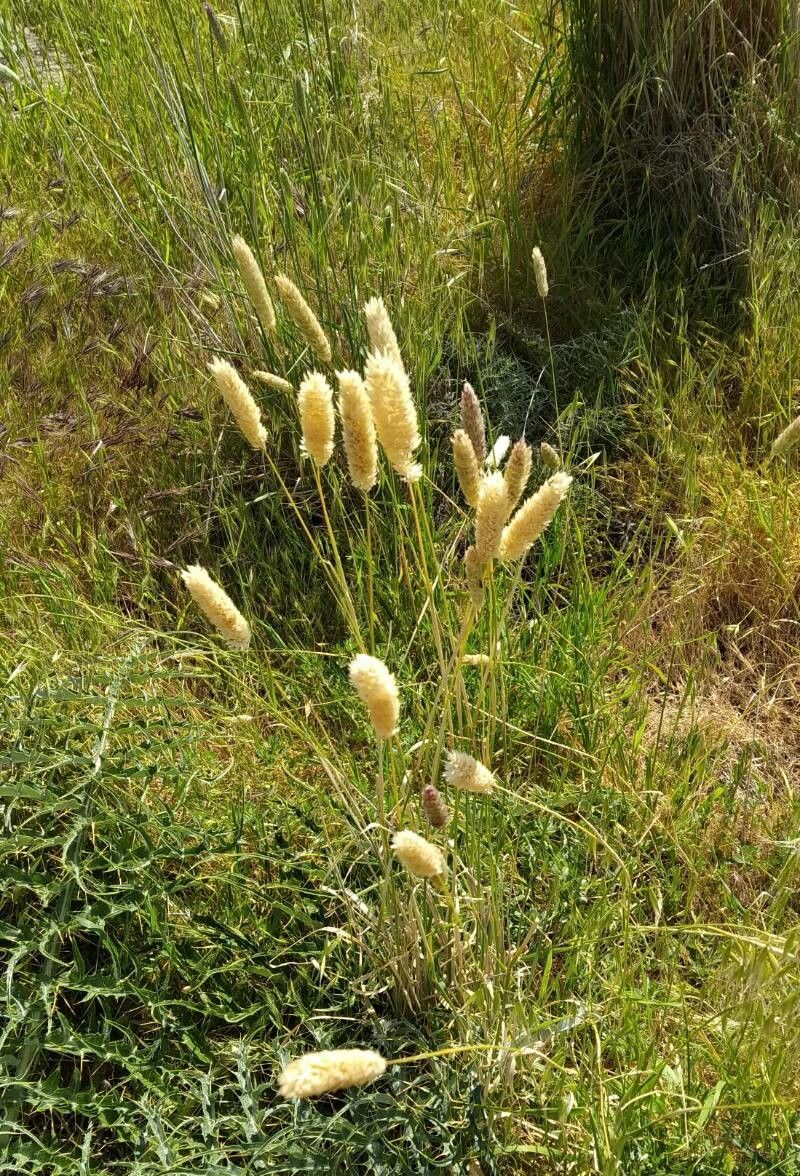 Phalaris maderensis — search result for 'Phalaris'