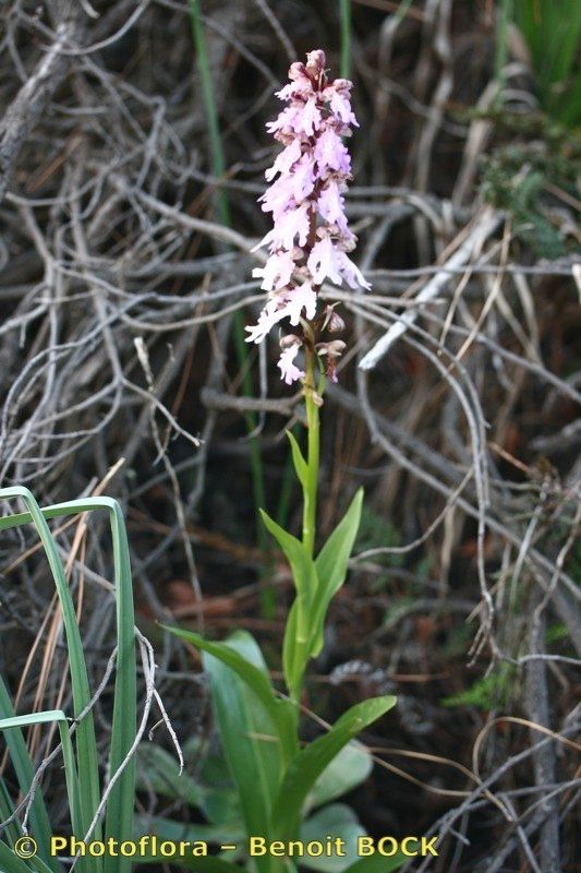 Himantoglossum metlesicsianum habit