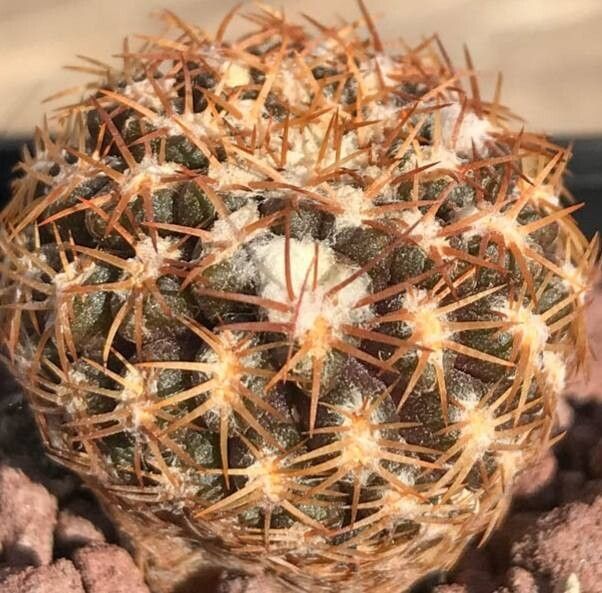 Eriosyce glabrescens habit