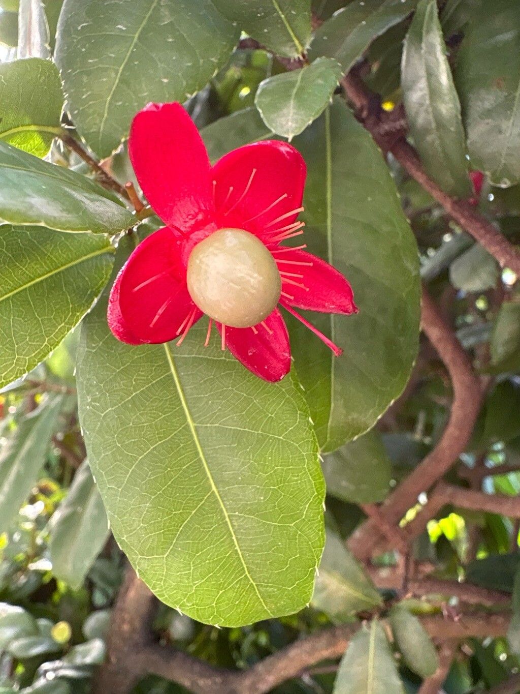 Ochna kirkii flower
