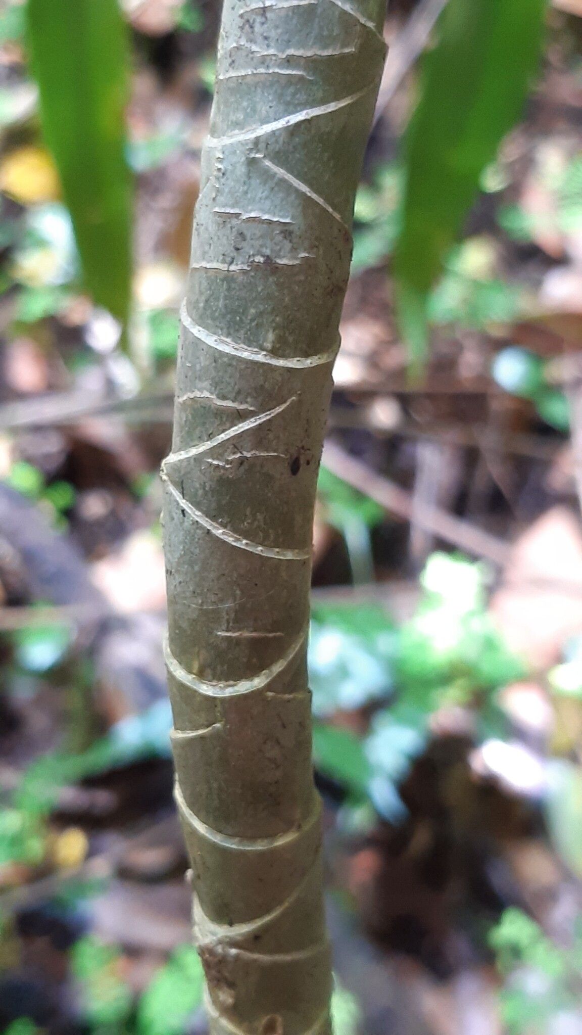 Dracaena floribunda bark