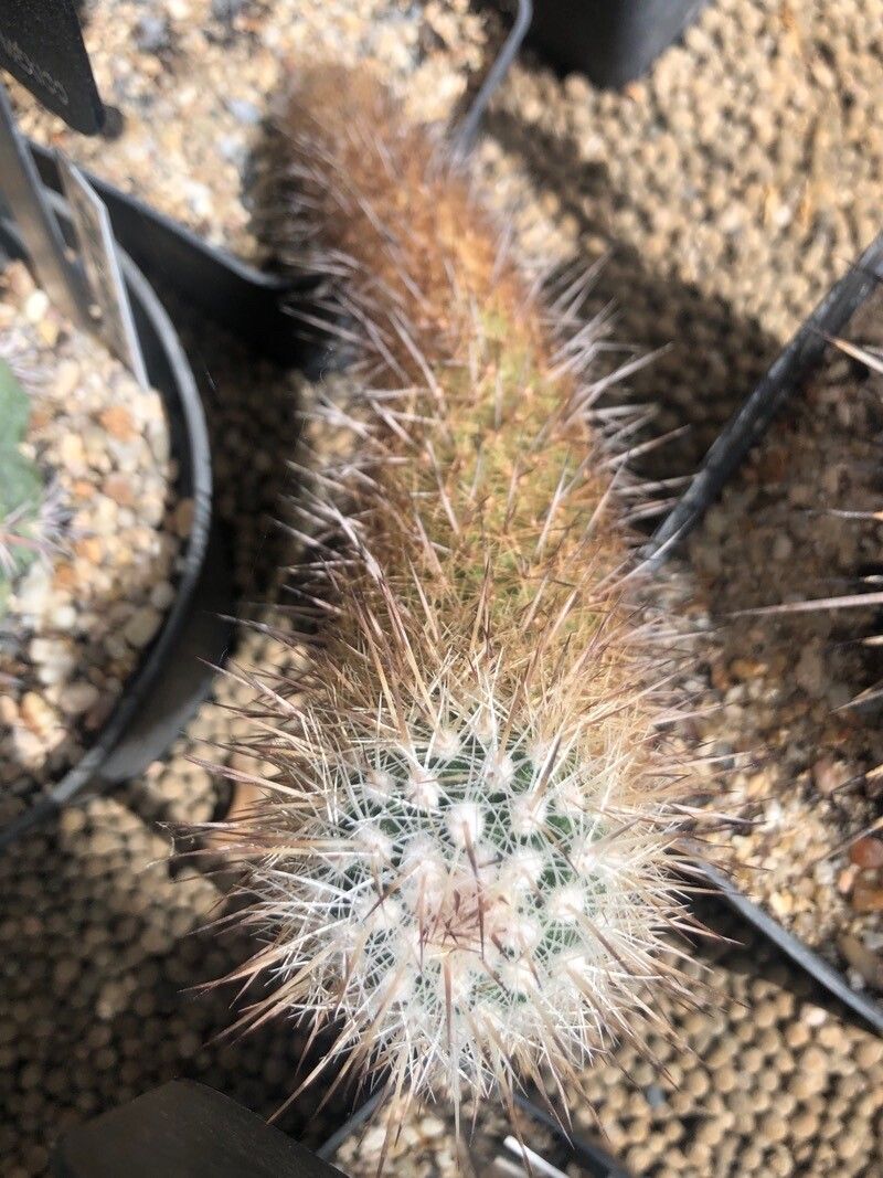 Thelocactus conothelos — related species from the same genus
