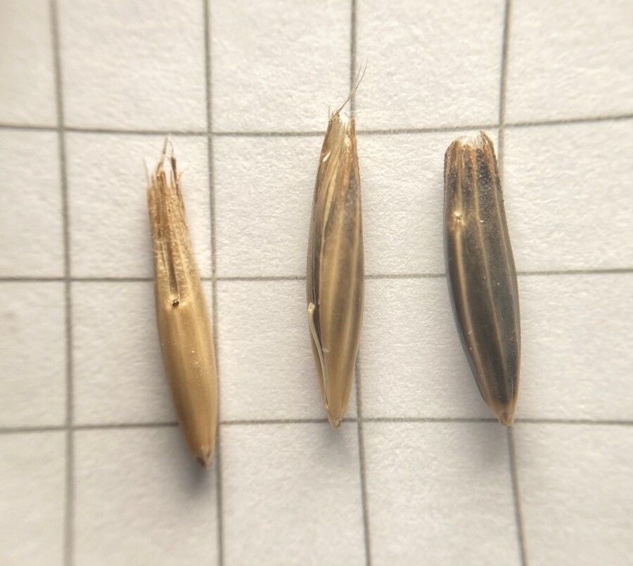 Avena strigosa fruit