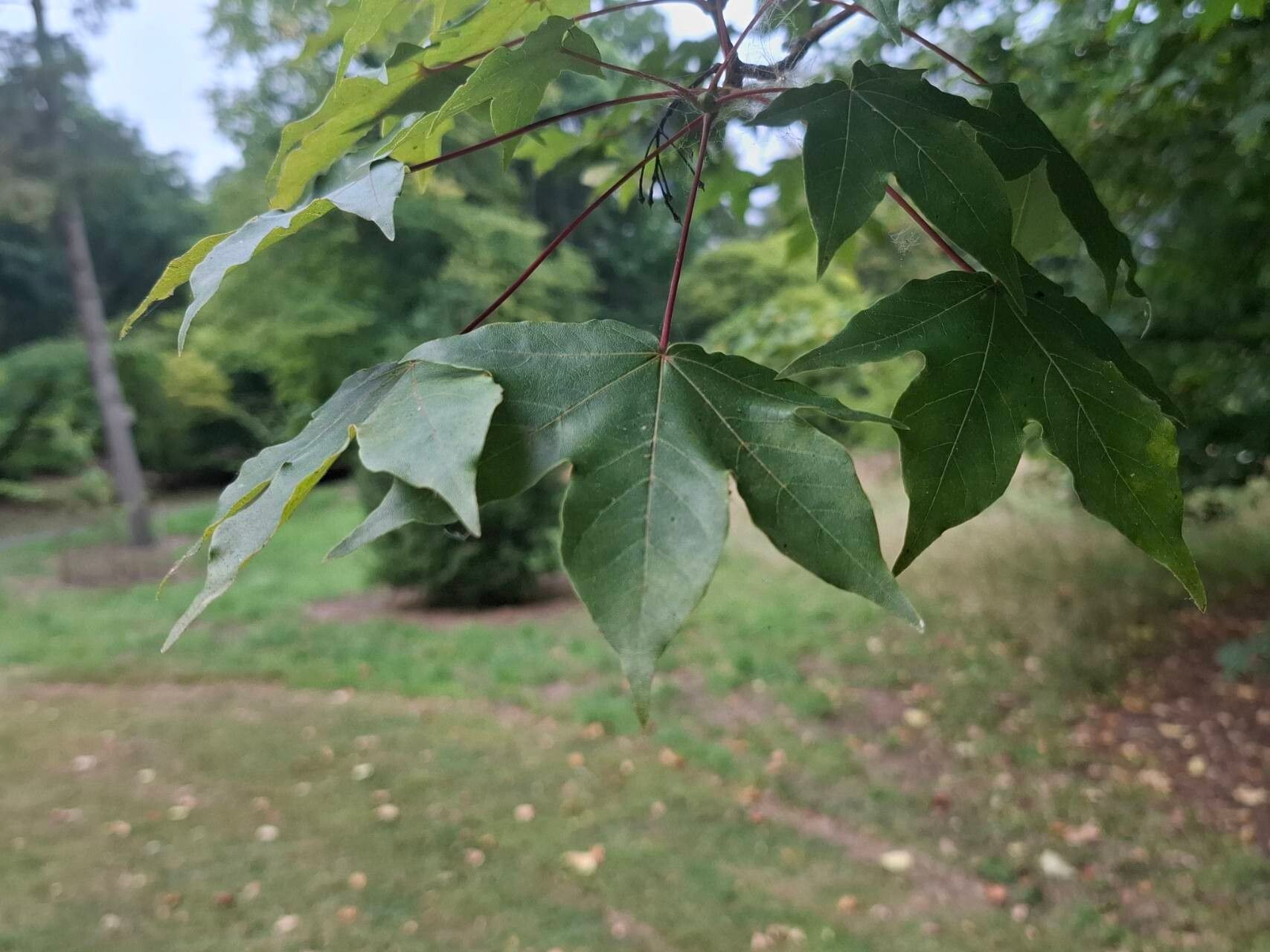 Acer × zoeschense — houseplant care guide