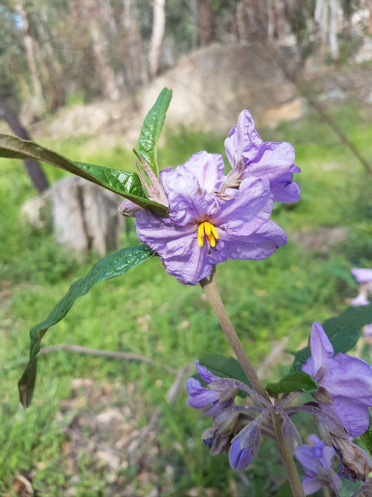 Solanum brownii flower